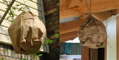 fake paper bag wasp nest|paper bags and wasps.